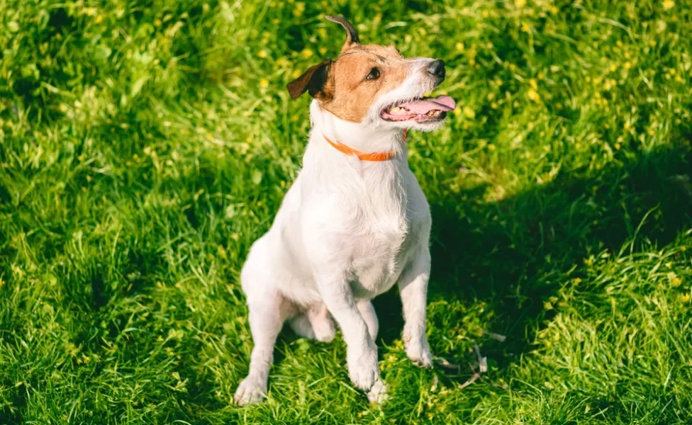 Cachorrinho usando coleira laranja sentado em gramado ensolarado