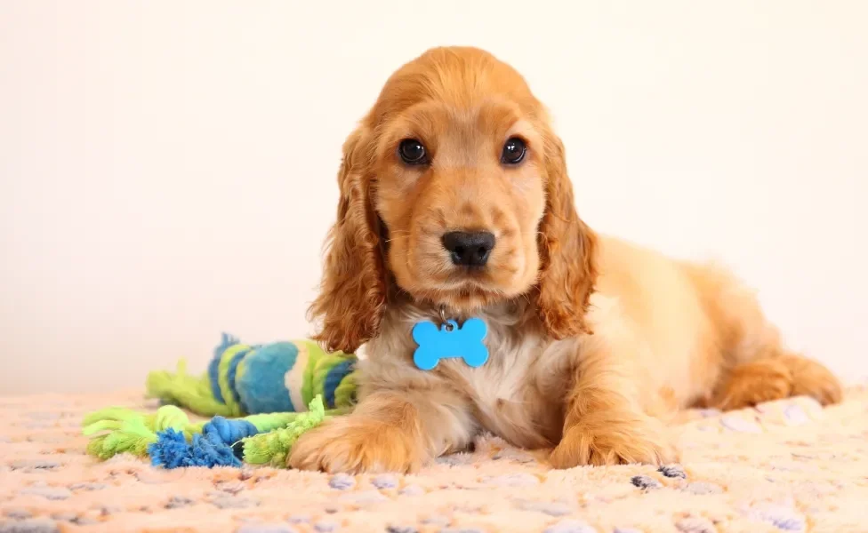 Cãozinho usando coleira de identificação com ossinho azul no centro