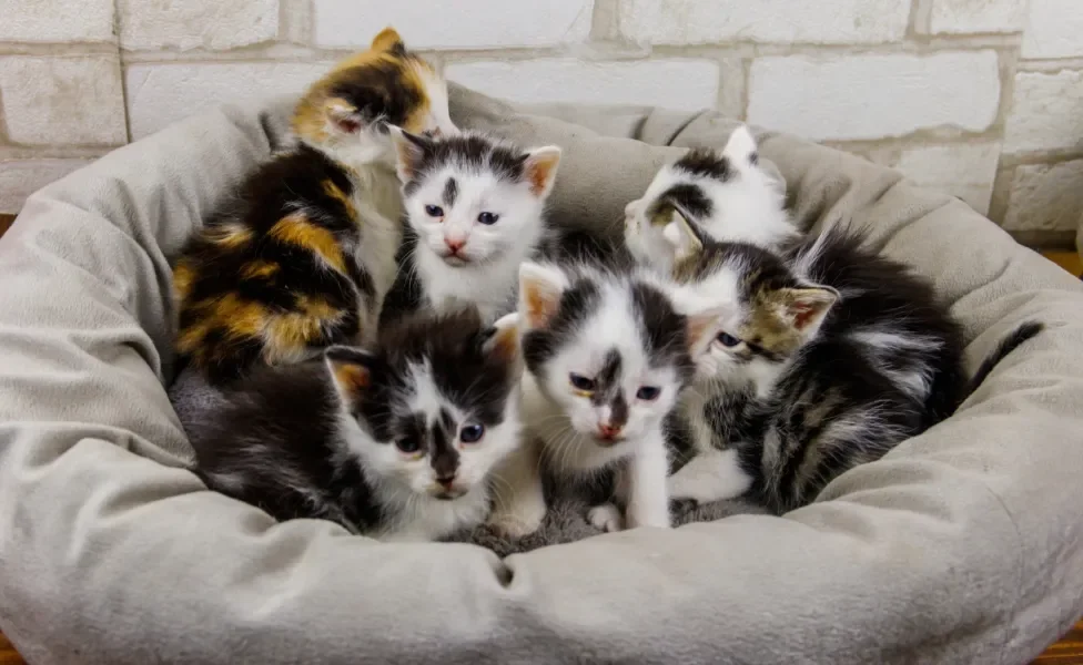 filhotes de gatos juntos mostrando o que é um coletivo de gatos