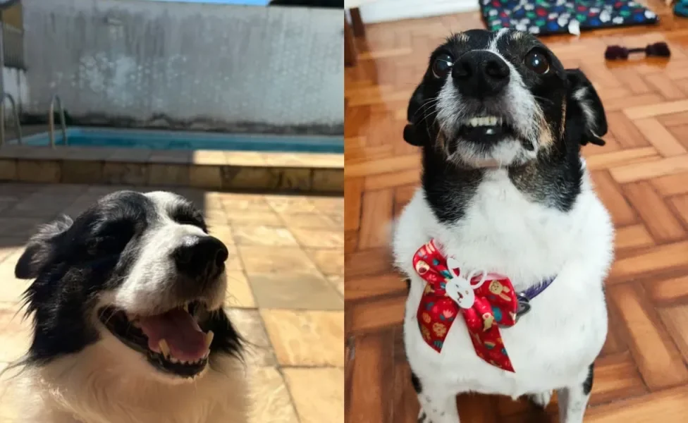 Montagem de um Border Collie e um Vira-lata