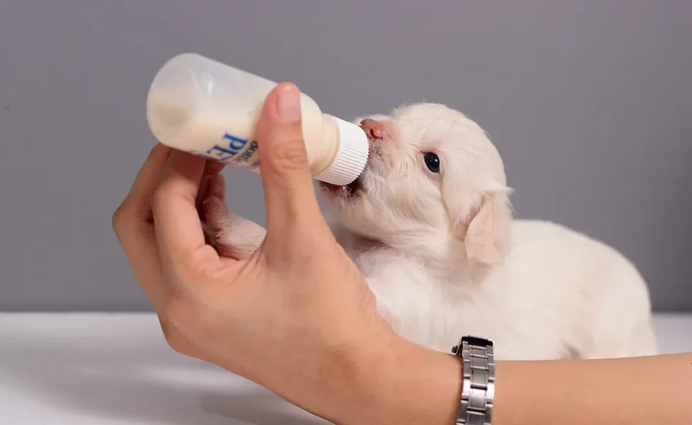 filhote de cachorro tomando mamadeira