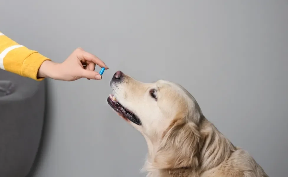 como aumentar a imunidade do cachorro: cachorro tomando remédio