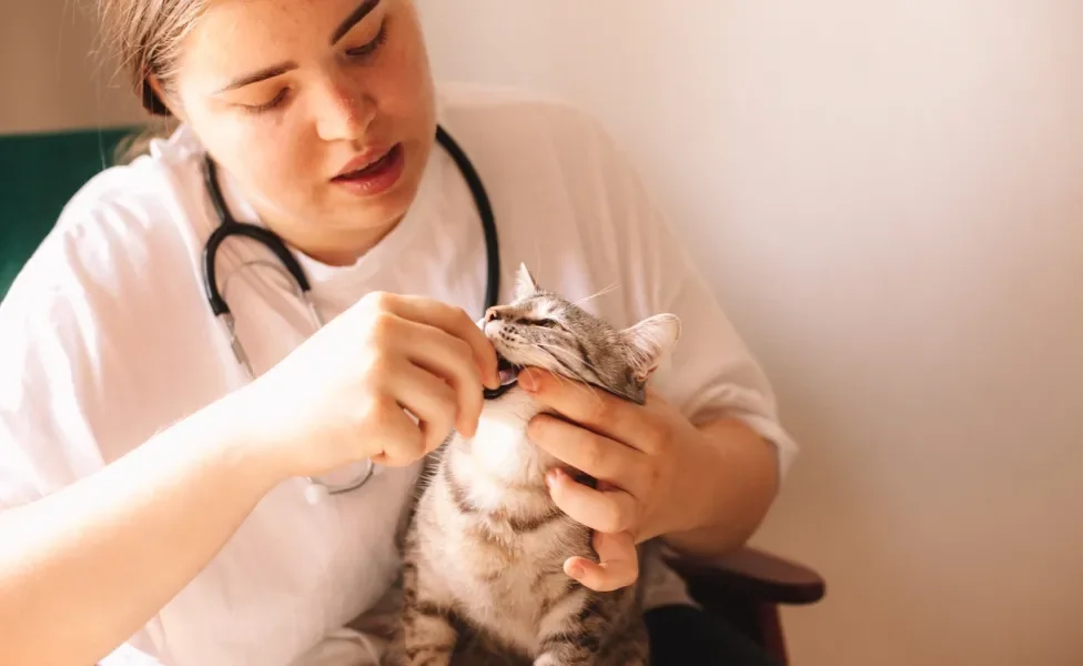 mulher dando remédio para gato