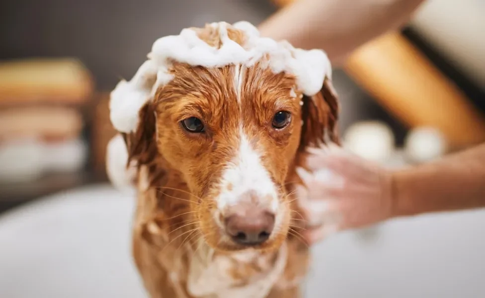 cachorro tomando banho em casa com shampoo na pelagem