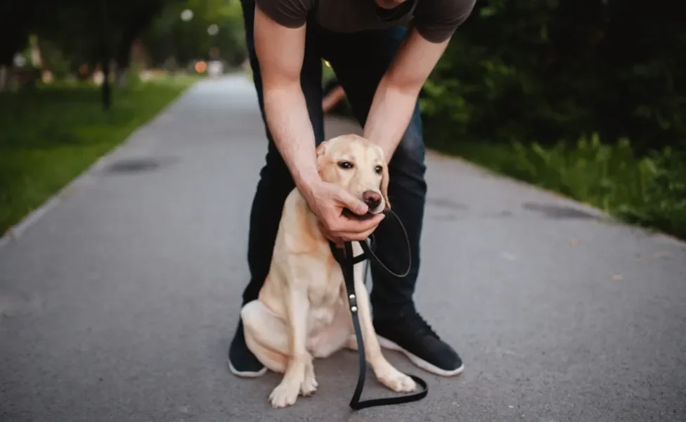 desengasgar cachorro: homem fazendo manobra de heimlich em cão 