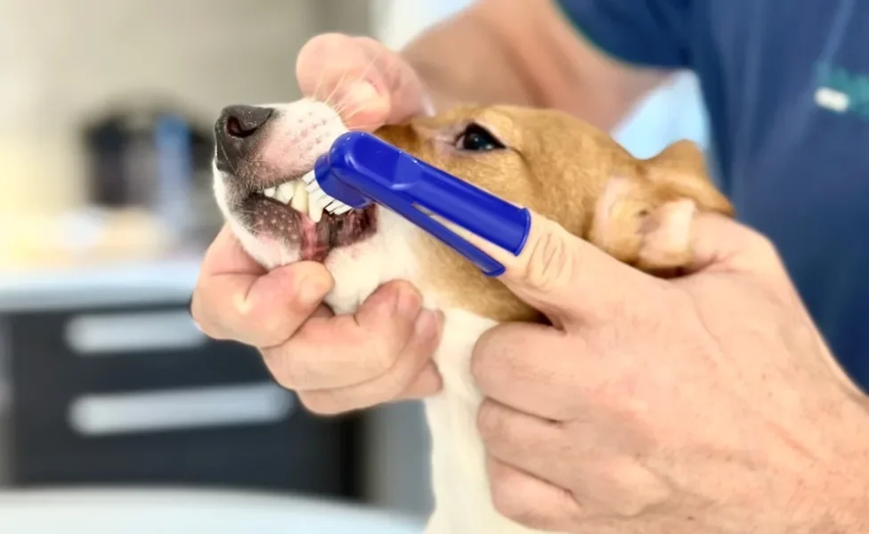 humano escovando dente de cachorro