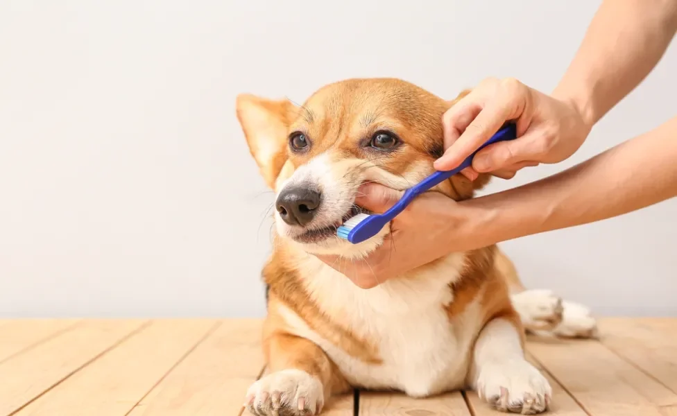 pessoa escovando dentes de cachorro