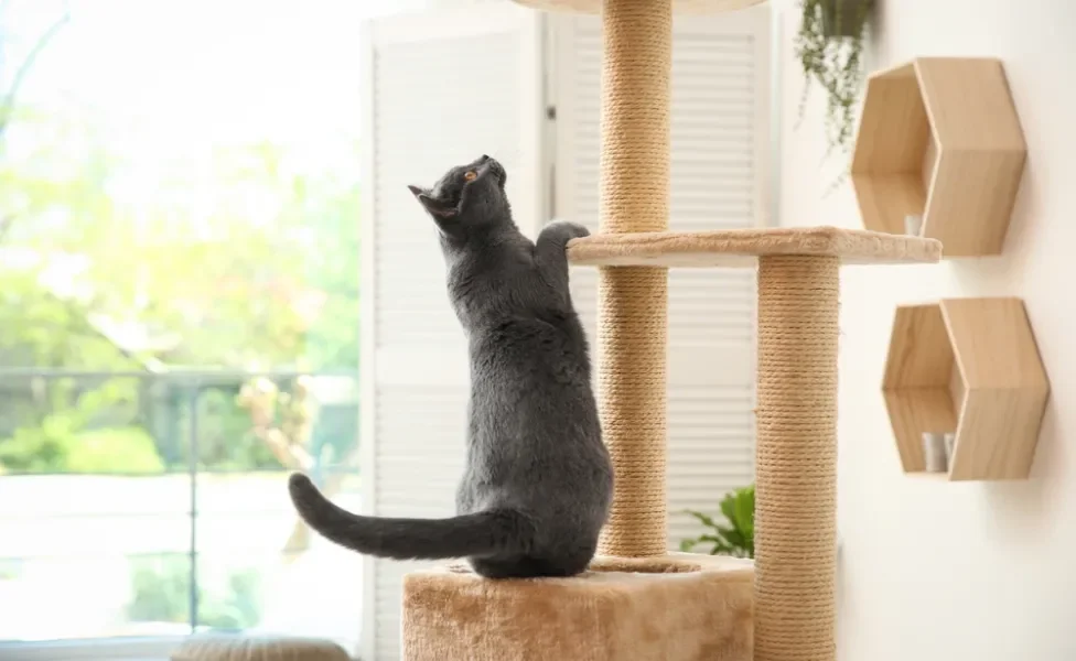 gato cinza brincando com arranhador para gatos