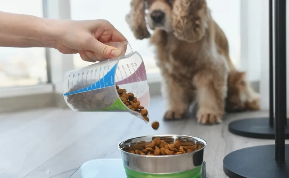 como fazer o cachorro comer: pessoa colocando ração de cachorro no pote