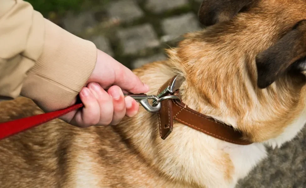 Homem segurando a guia presa na coleira para cachorroleira de 