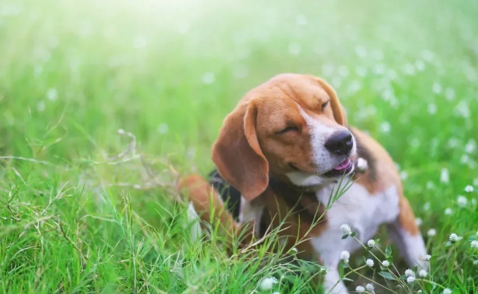 cachorro beagle se coçando no quintal