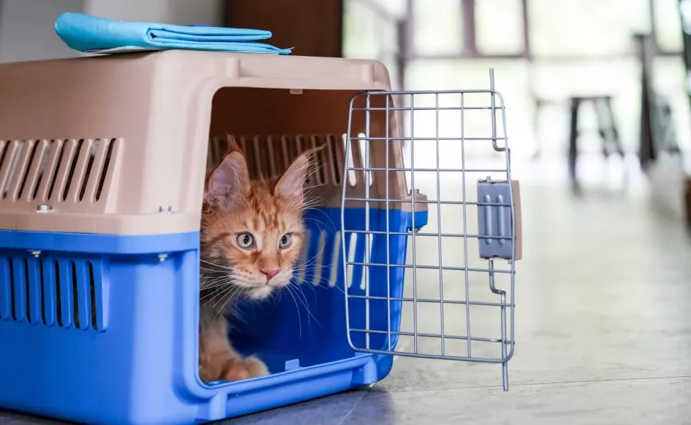 Gato laranja dentro de caixa de transporte azul