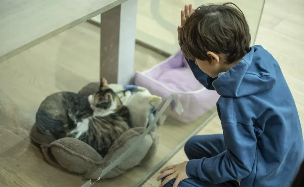 Menino com mão em vidro observando gato para adoção do outro lado