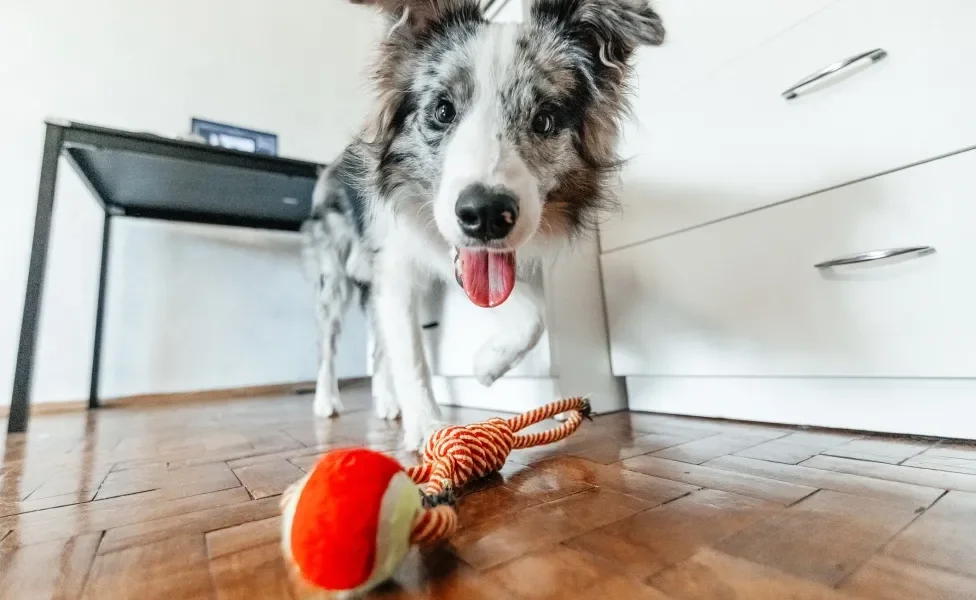 Cachorro branco e cinza com a língua pra fora próximo ao seu brinquedo