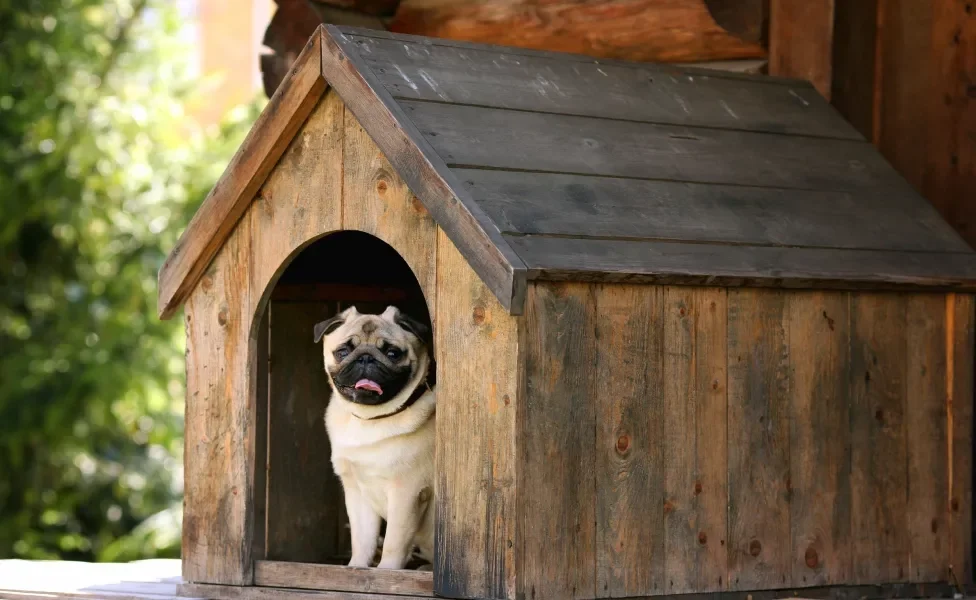 Pug dentro de canil de madeira