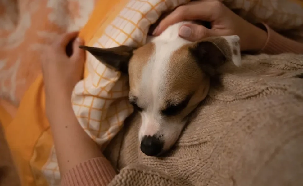 Cachorro pequeno dormindo no colo de tutora, ambos cobertos por cobertor