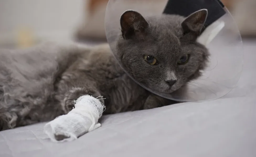 Gato cinza com curativo na pata e colar elizabetano