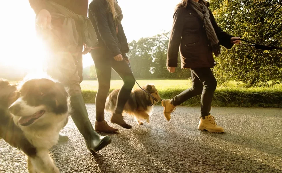 Dois cães passeando em parque com três humanos em dia ensolarado