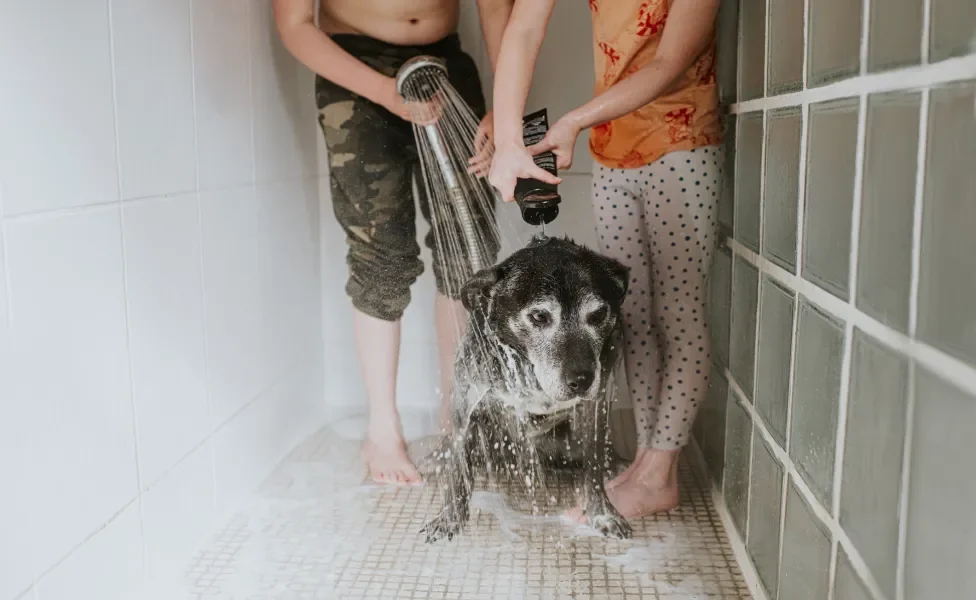 Cachorro escuro tomando banho no box com tutor e tutora