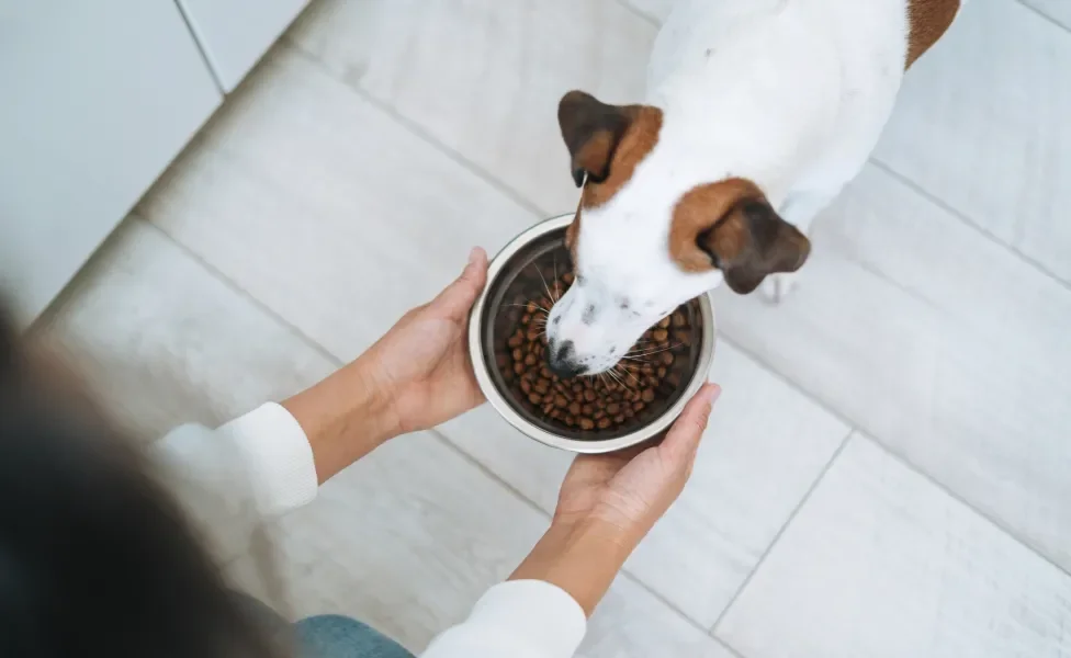 Câo comendo ração em pote prateado segurado pelas mãos de pessoa