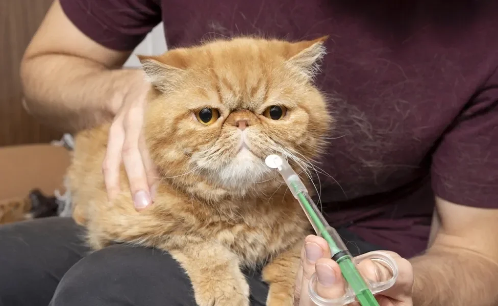 tutor com um aplicador de comprimido para gato dando remédio para gato persa laranja