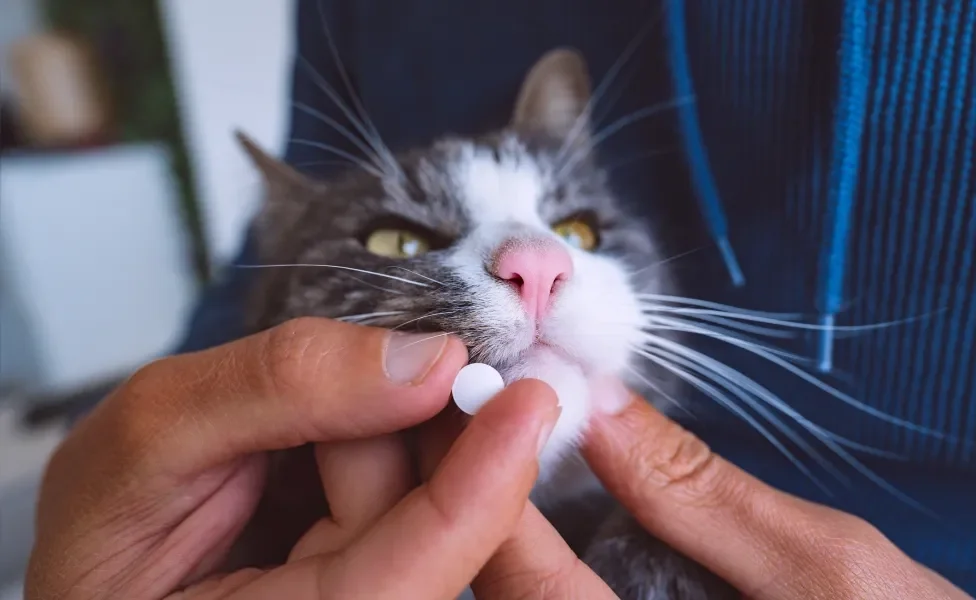 tutor dando remédio para gato