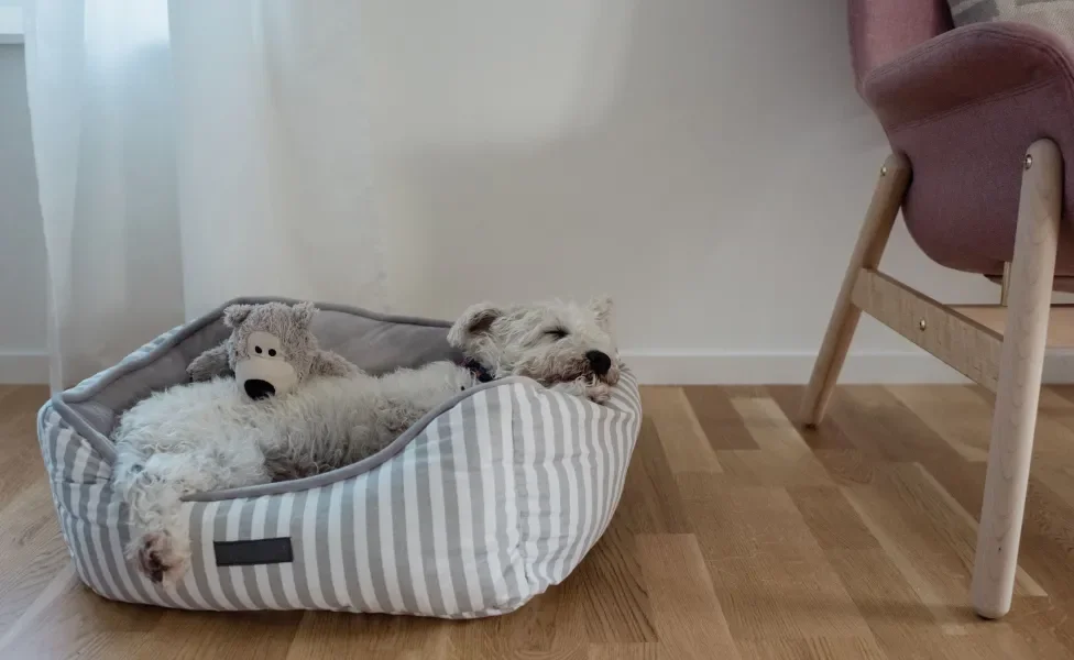 Cãozinho branco peludo dormindo em sua caminha ao lado de urso de pelúcia