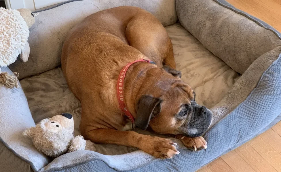 Cão dormindo em sua caminha ao lado de bicho de pelúcia