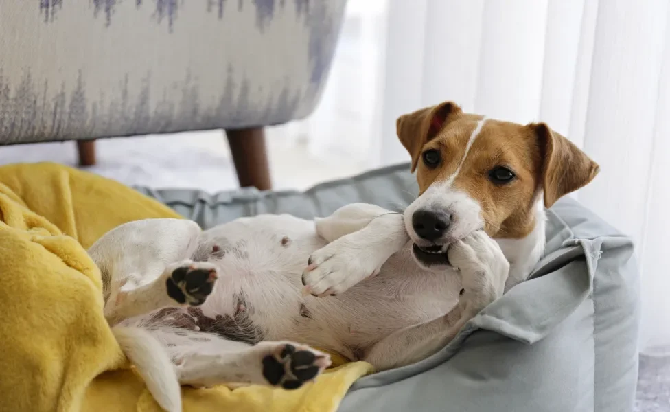 Cãozinho deitado em caminha com colcha amarela