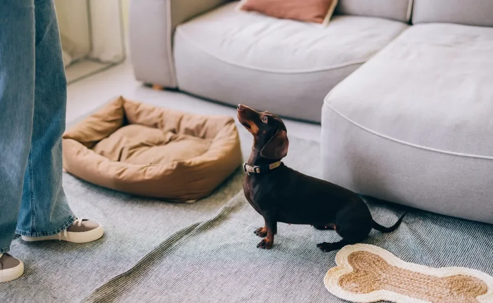 Cachorro sentado no chão perto de sua caminha olhando para cima na direção de tutor