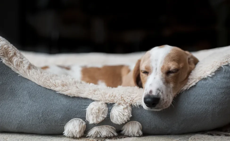 Cachorro dormindo em caminha com fundo preto