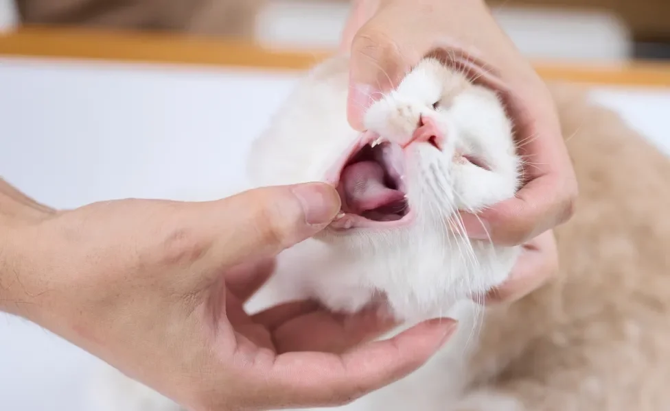 Humano abrindo a boca de gato branco