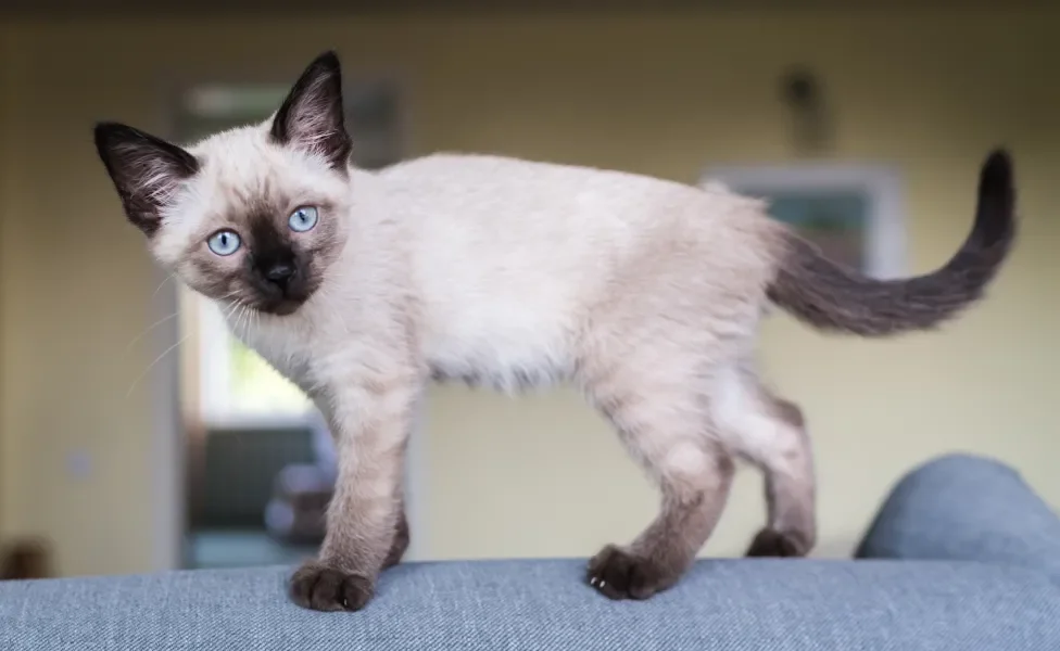 Gato Siamês em pé em cima de sofá