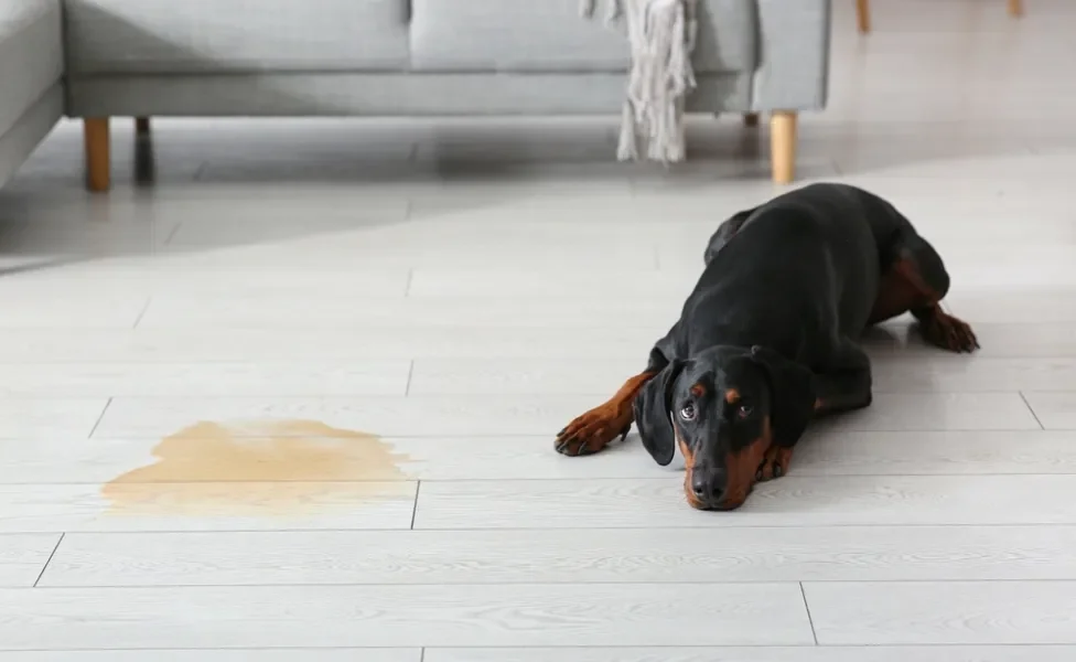 cachorro deitado do lado de poça de xixi na sala