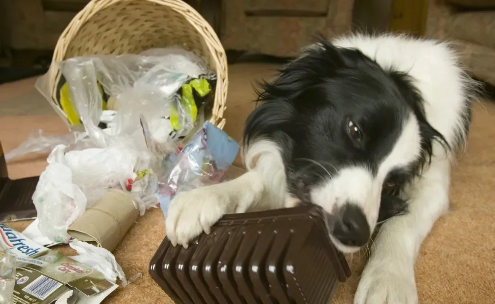 Cachorro preto e branco revirando lixo dentro de casa