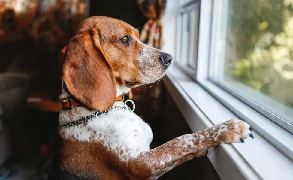 Cachorro olhando para rua pela janela de dentro de casa