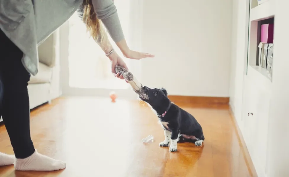 Tutora tentando acalmar cachorro preto mordendo objeto