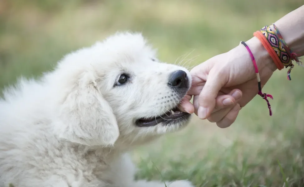 Cão filhote branco mordendo dedo de pessoa