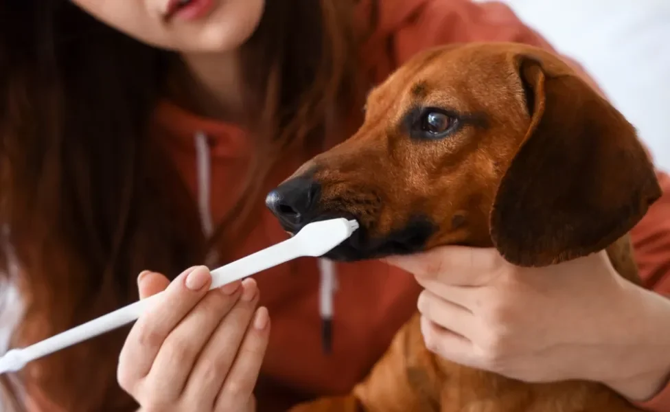 tutora escovando dente de cachorro