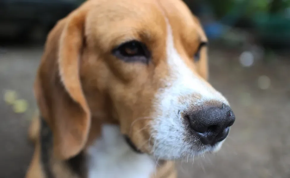 Cachorro Beagle em destaque com mosquitos em seu nariz