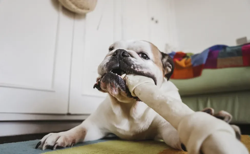 Cachorro mordendo osso de brinquedo dentro de casa