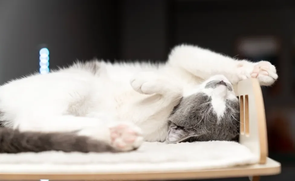 Gato cinza e branco deitado de barriga para cima em caminha de madeira