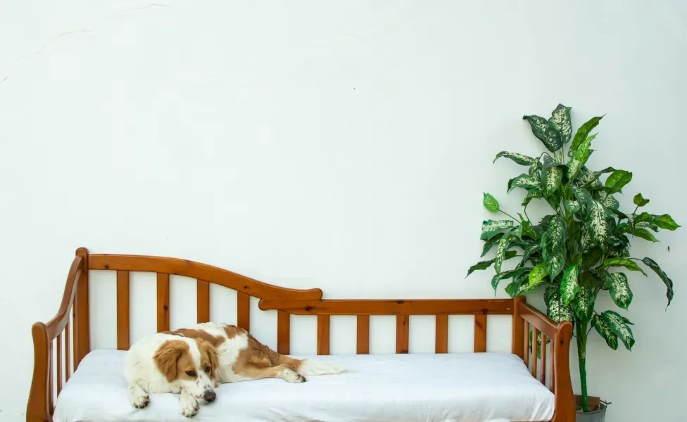 Cachorro deitado em sua cama feita de madeira com planta perto