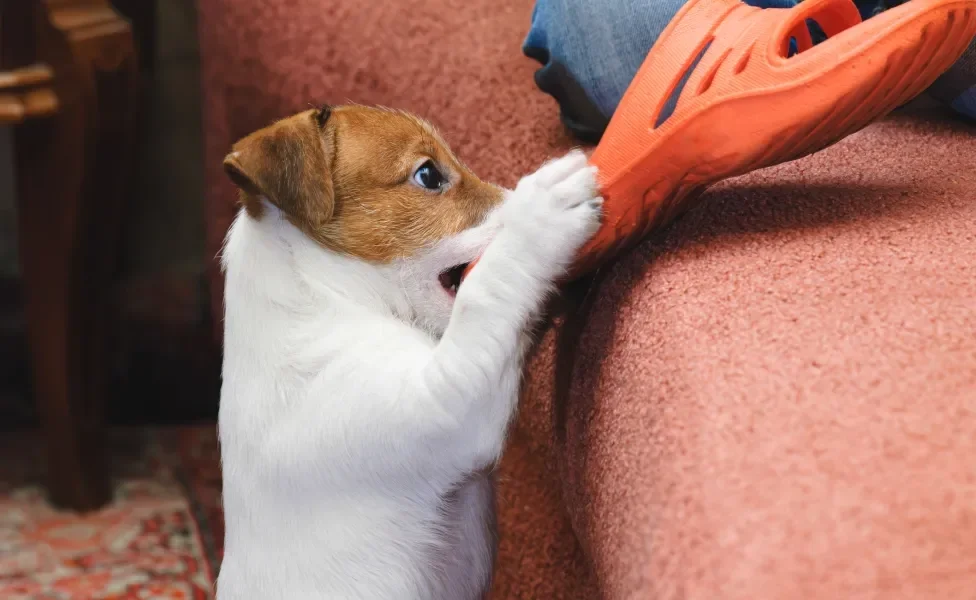 Cachorro filhote mordendo calçado vermelho