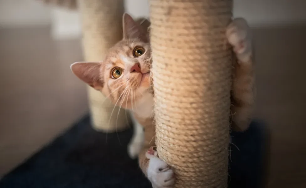 Gato amarelo pendurado em um arranhador