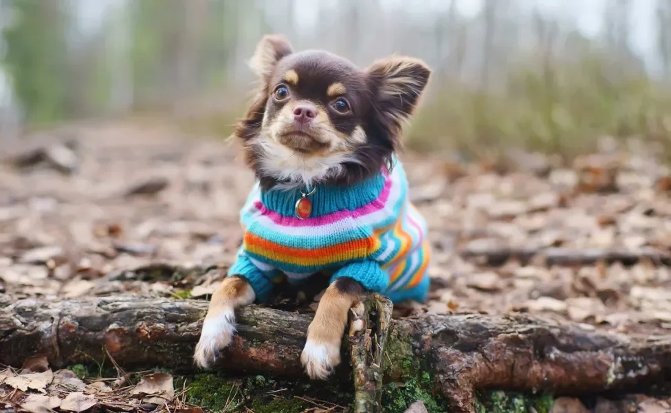 Cachorro pequeno com roupa de frio colorida no meio de floresta 