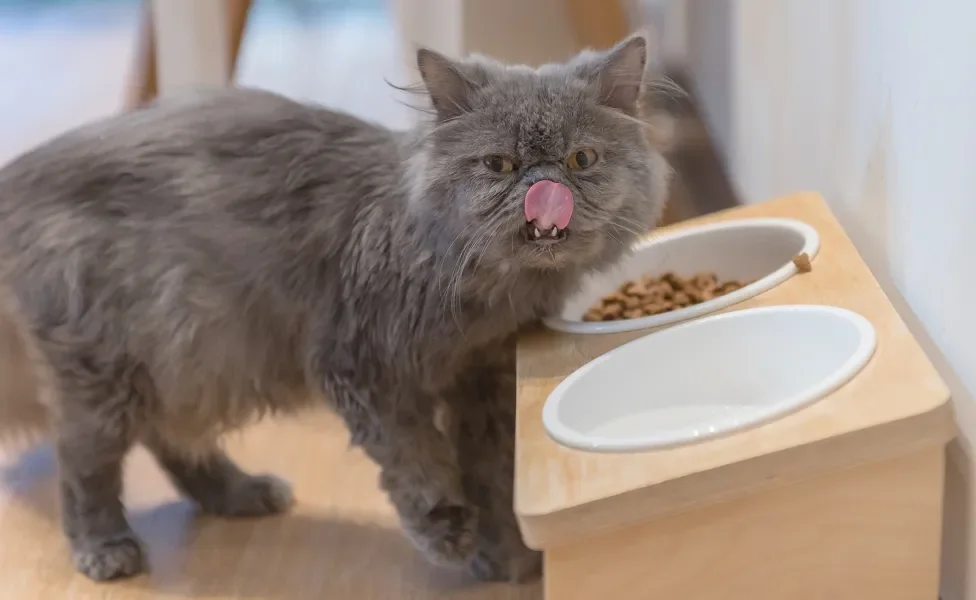 Gato cinza com língua para fora perto de suporte elevado de potes de comida e água