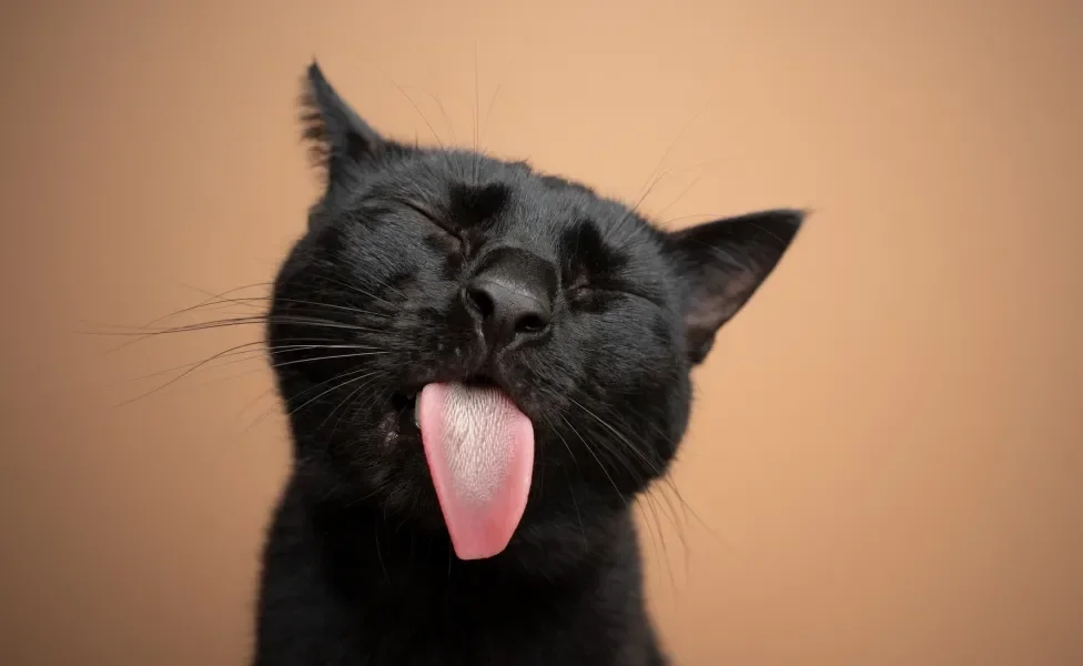 Gato preto com a língua para fora e os olhos fechados