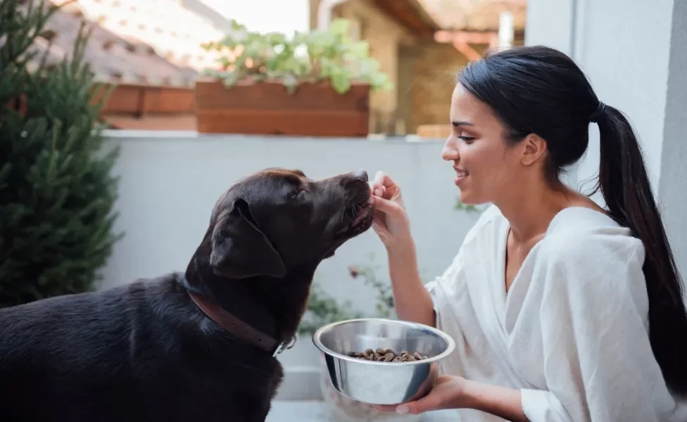 Tutora dando ração na boca de cachorro grande e escuro