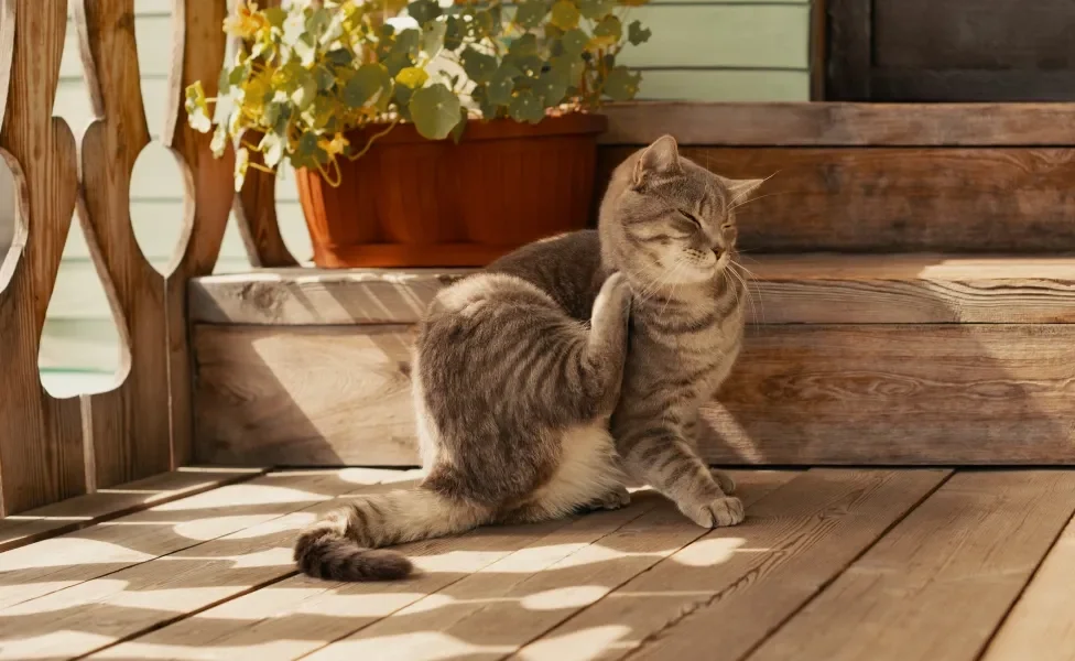 Gato se coçando na entrada de casa